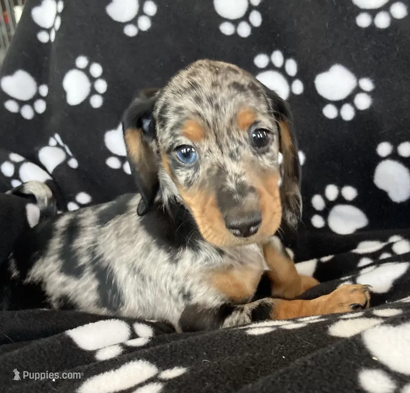 Pebble – Dachshund puppy for sale in Baltic, SD