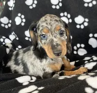Pebble, a female Dachshund for sale in Baltic, SD – 1 of 3