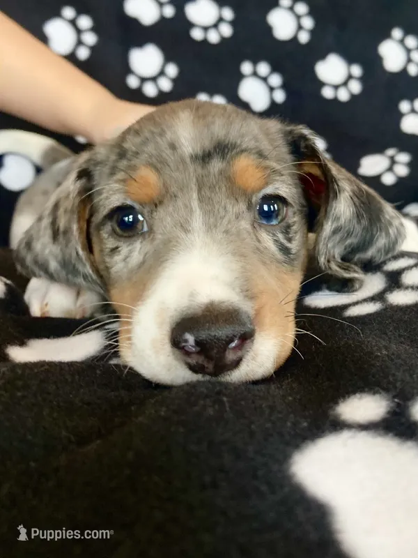 Elvis – Dachshund puppy on hold in Baltic, SD