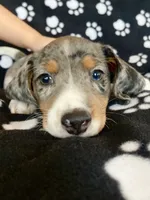 Elvis, a male Dachshund for sale in Baltic, SD – 1 of 3