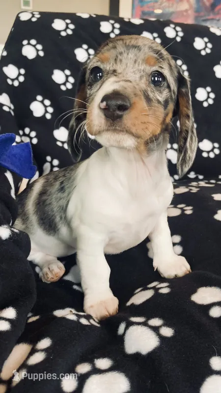 Dolly  – Dachshund puppy for sale in Baltic, SD