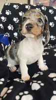 Dolly , a female Dachshund for sale in Baltic, SD – 1 of 3
