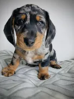 Dude, a male Miniature Dachshund for sale in Baltic, SD – Photo 1 of 3