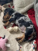 Dude, a male Miniature Dachshund for sale in Baltic, SD – Photo 3 of 3