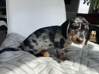 Dude, a male Miniature Dachshund for sale in Baltic, SD – Photo 2 of 3