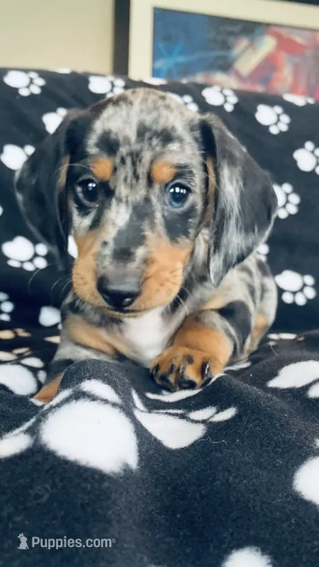 Jerry – Dachshund puppy for sale in Baltic, SD
