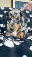 Jerry, a male Dachshund for sale in Baltic, SD – 1 of 3