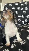 Dolly , a female Dachshund for sale in Baltic, SD – 3 of 3
