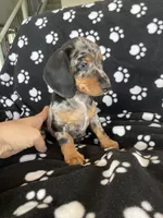 Pebble, a female Dachshund for sale in Baltic, SD – 2 of 3