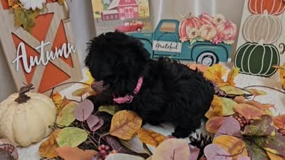 Arianna, a female Yorkipoo for sale in Spencerville, IN – 7 of 7