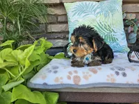 Striker, a male Yorkshire Terrier for sale in Spencerville, IN – 4 of 7
