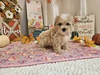 Cupcake Sue, a female Maltipoo for sale in Spencerville, IN – 8 of 9