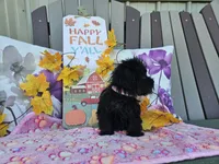 Anise, a female Yorkipoo for sale in Spencerville, IN – 5 of 9
