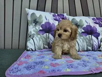 Rosebud, a female Cavapoo for sale in Spencerville, IN – 4 of 6