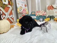 Anna, a female Yorkipoo for sale in Spencerville, IN – 4 of 7