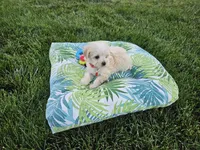 Mario, a male Maltipoo for sale in Spencerville, IN – 3 of 8