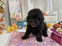 Avalene, a female Poodle - Miniature  for sale in Spencerville, IN – 7 of 8