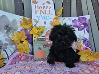 Anise, a female Yorkipoo for sale in Spencerville, IN – 2 of 9