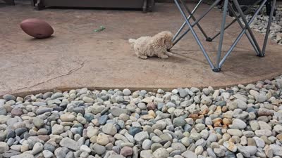 Charlie Ray, a male Maltipoo for sale in Spencerville, IN – 10 of 10
