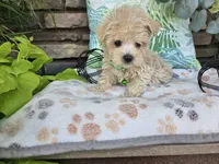 Milo, a male Maltipoo for sale in Spencerville, IN – 8 of 10