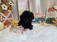 Ava, a female Yorkipoo for sale in Spencerville, IN – 4 of 7