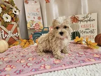 Cupcake Sue, a female Maltipoo for sale in Spencerville, IN – 2 of 9