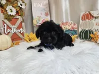 Ace, a male Yorkipoo for sale in Spencerville, IN – 3 of 6