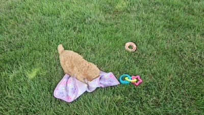 Rosebud, a female Cavapoo for sale in Spencerville, IN – 6 of 6