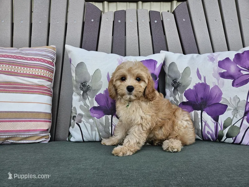 Ranger – Cavapoo puppy for sale in Spencerville, IN