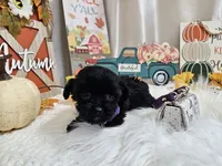 Anna, a female Yorkipoo for sale in Spencerville, IN – 2 of 7