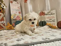 Carson Wayne, a male Maltipoo for sale in Spencerville, IN – 1 of 10