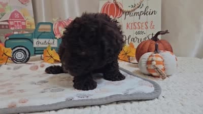 Armstrong, a male Poodle - Miniature  for sale in Spencerville, IN – 9 of 9