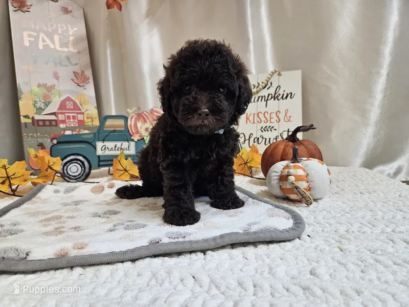 Armstrong – Poodle - Miniature  puppy for sale in Spencerville, IN