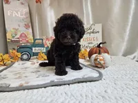 Armstrong, a male Poodle - Miniature  for sale in Spencerville, IN – 1 of 9