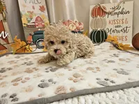 Charlie Ray, a male Maltipoo for sale in Spencerville, IN – 9 of 10