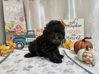 Armstrong, a male Poodle - Miniature  for sale in Spencerville, IN – 2 of 9