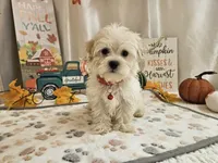 Carlo Lynne, a male Maltipoo for sale in Spencerville, IN – 8 of 10