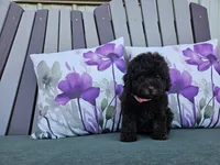 Avalene, a female Poodle - Miniature  for sale in Spencerville, IN – 6 of 8