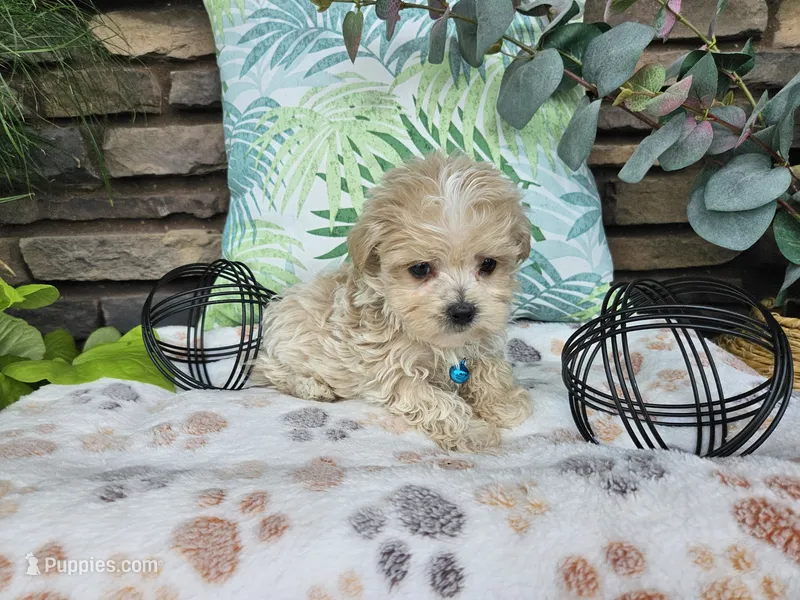 Micah – Maltipoo puppy for sale in Spencerville, IN