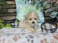 Micah, a male Maltipoo for sale in Spencerville, IN – 1 of 7