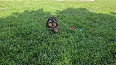 Striker, a male Yorkshire Terrier for sale in Spencerville, IN – 7 of 7