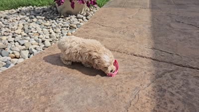 Cupcake Sue, a female Maltipoo for sale in Spencerville, IN – 9 of 9