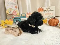 Ava, a female Yorkipoo for sale in Spencerville, IN – 2 of 7