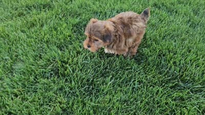 Simba, a male Yorkshire Terrier for sale in Spencerville, IN – 6 of 6