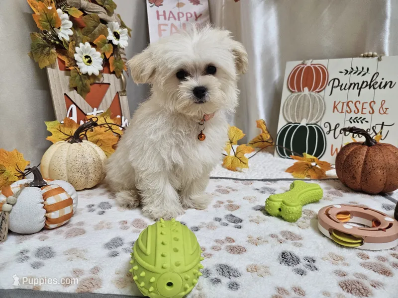 Carson Wayne – Maltipoo puppy for sale in Spencerville, IN