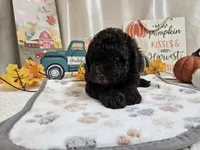 Arnold, a male Poodle - Miniature  for sale in Spencerville, IN – 2 of 9