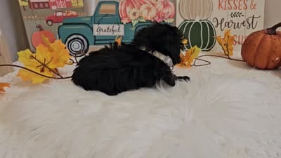 Anise, a female Yorkipoo for sale in Spencerville, IN – 5 of 5