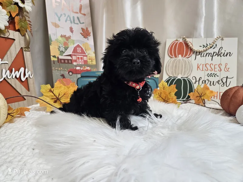 Aden – Yorkipoo puppy for sale in Spencerville, IN