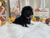 Aden, a male Yorkipoo for sale in Spencerville, IN – 1 of 7