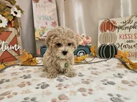 Charlie Ray, a male Maltipoo for sale in Spencerville, IN – 6 of 10
